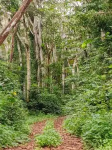 koundi3