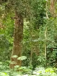 koundi9